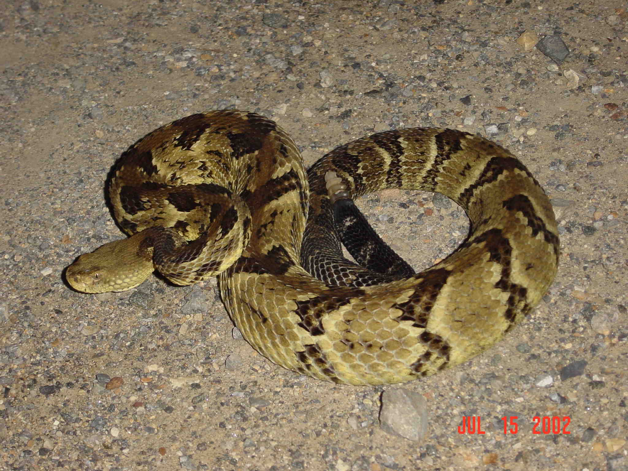 Timber Rattlesnake #02.jpg [276 Kb]